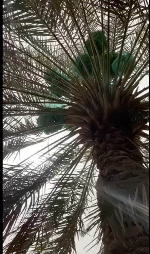 منتجع الدر