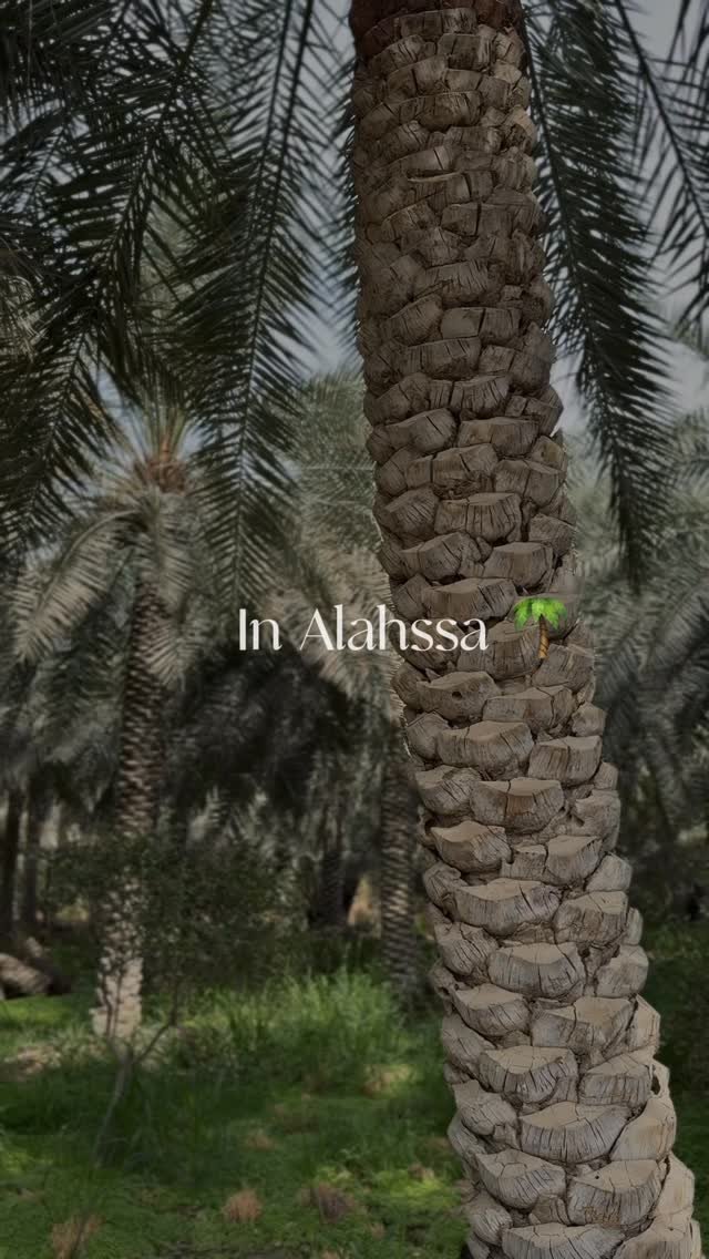 شاليه ڤاردو- vardo
