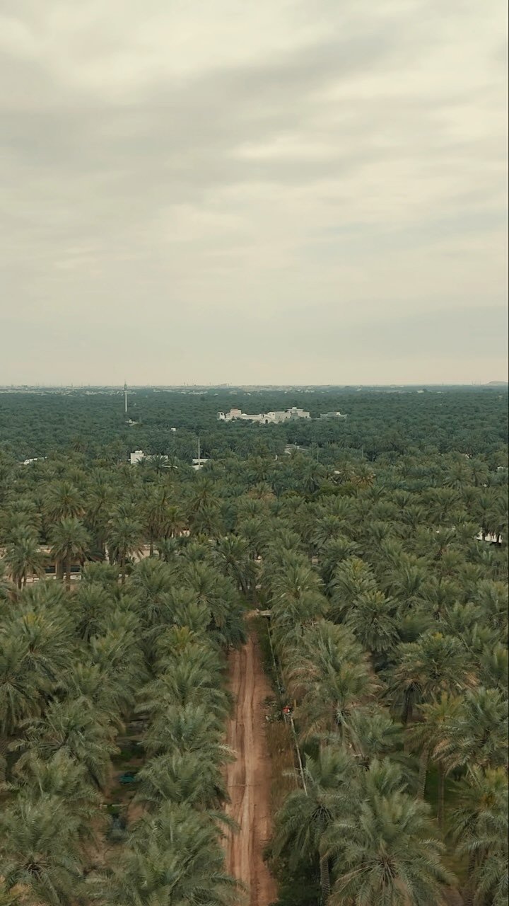شاليهات ذا بالم